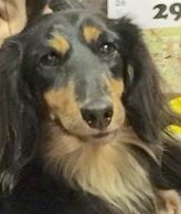 【運命の赤い糸見～つけた💓雑種犬のやわら💕、Mダックスのライム💕、トイプードルのプァ💕】2020,1,13